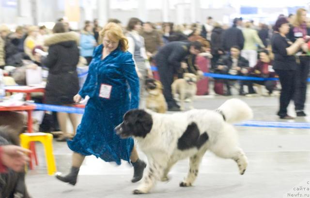 Фото: ньюфаундленд Kloofbears Lancelot for Sent Djons