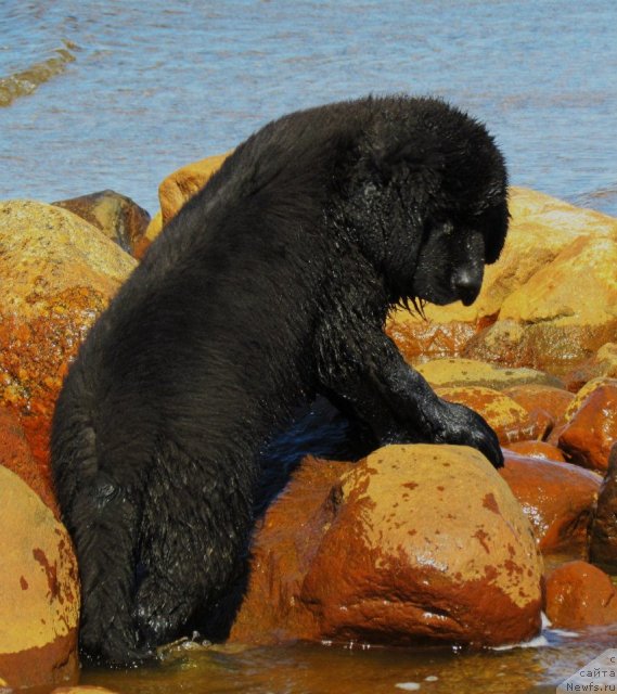 Фотография № 97590