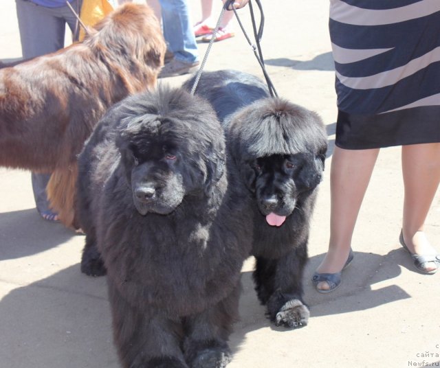 Фото: ньюфаундленд Super Premium Gold Kis (Супер Премиум Голд Кисс), ньюфаундленд Markiza iz Medvej'ego YAra (Маркиза из Медвежьего Яра)