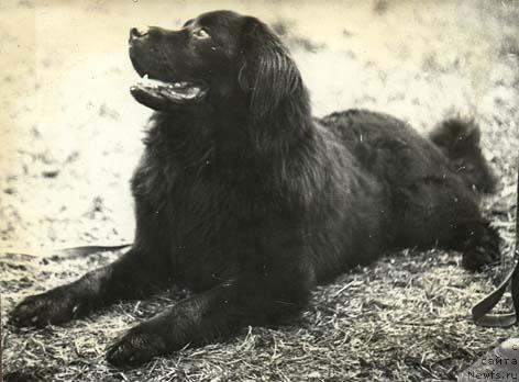 Фото: ньюфаундленд Martin Demon (Мартин Демон)