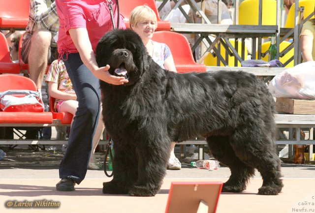 Фото: ньюфаундленд Yuzhny Sharm iz Medvejyego Yara (Южный Шарм из Медвежьего Яра)