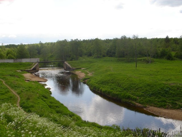 Фото: ньюфаундленд Dar Svezy Believe Me (Дар Свезы Белив Ми)