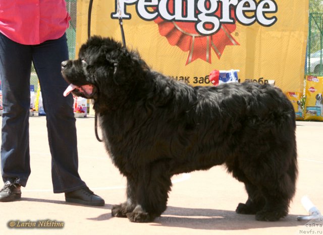 Фото: ньюфаундленд Tsarevich Slavny iz Medvejyego Yara (Царевич Славный из Медвежьего Яра)
