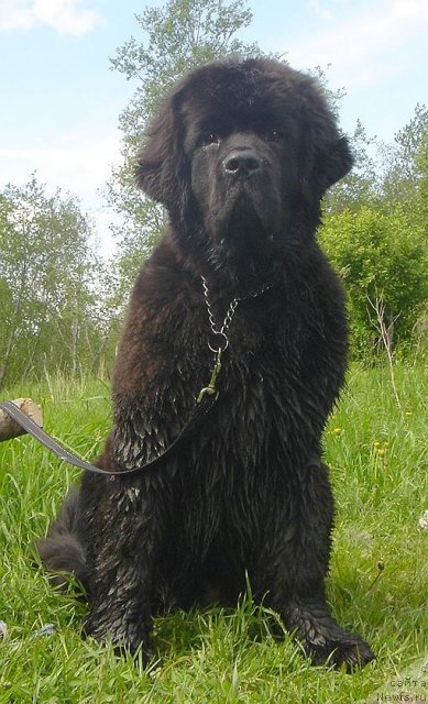 Фото: ньюфаундленд Dar Svezy Believe Me (Дар Свезы Белив Ми)