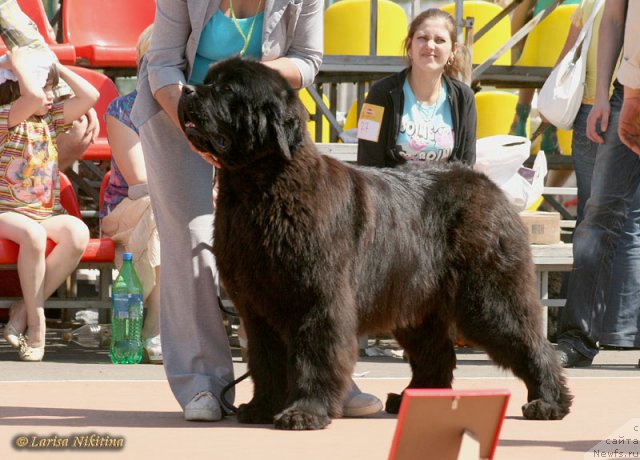 Фото: ньюфаундленд Navarro Dyelyuks iz Medvej'ego YAra (Наварро Дэлюкс из Медвежьего Яра)