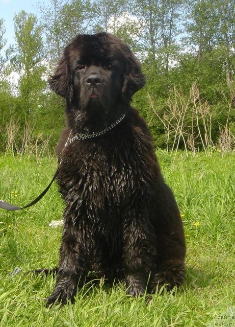 Фото: ньюфаундленд Dar Svezy Believe Me (Дар Свезы Белив Ми)