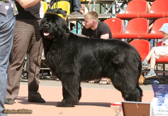 Фото: ньюфаундленд Markiza iz Medvej'ego YAra (Маркиза из Медвежьего Яра)