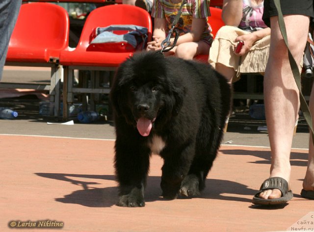 Фото: ньюфаундленд Royal Diamond iz Medvejyego Yara (Роял Диамонд из Медвежьего Яра)