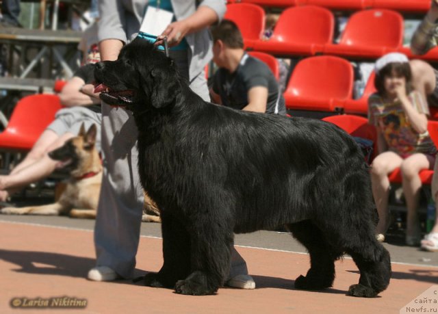 Фото: ньюфаундленд Empress Winner iz Medvejyego Yara (Емприсс Виннер из Медвежьего Яра)