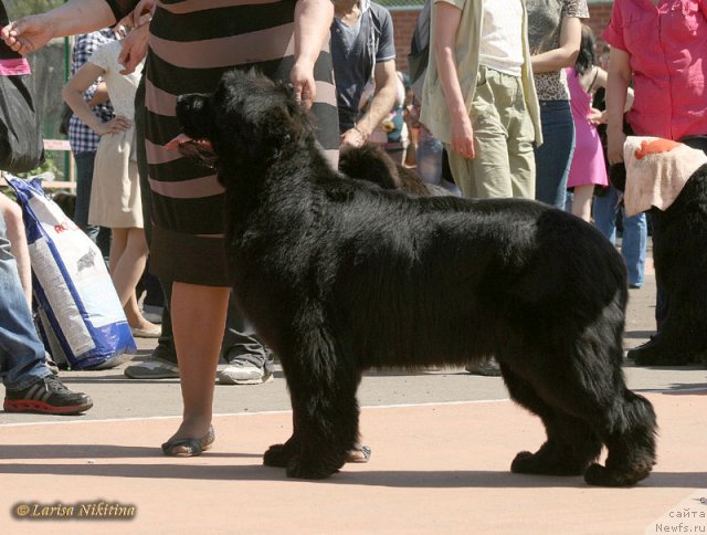 Фото: ньюфаундленд Markiza iz Medvej'ego YAra (Маркиза из Медвежьего Яра)