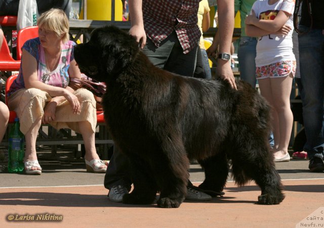 Фото: ньюфаундленд Navarro Dyelyuks iz Medvej'ego YAra (Наварро Дэлюкс из Медвежьего Яра)