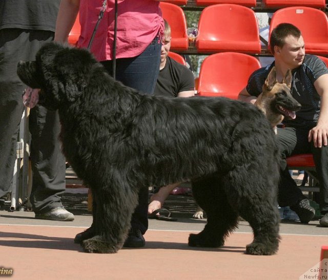 Фото: ньюфаундленд Yuzhny Sharm iz Medvejyego Yara (Южный Шарм из Медвежьего Яра)