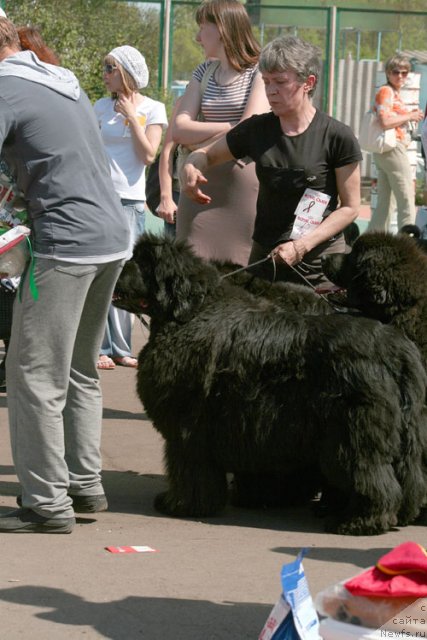 Фото: Elena Kropotova (Елена Кропотова), ньюфаундленд Super Premium Gold Kis (Супер Премиум Голд Кисс)