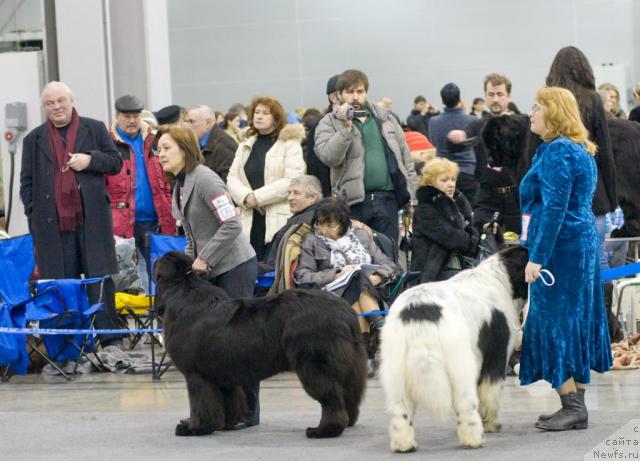 Фото: ньюфаундленд Cayuga Mescalero, ньюфаундленд Kloofbears Lancelot for Sent Djons