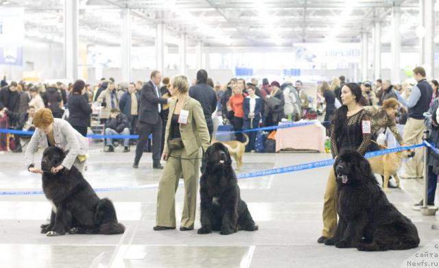 Фото: ньюфаундленд Jemchug Grand iz Unikal'noy Kollekcii (Жемчуг Гранд из Уникальной Коллекции), ньюфаундленд Fiamettahauz Galahat Rytsar' Graalia (Фиаметтахауз Галахад Рыцарь Грааля), ньюфаундленд Ayvengo Andjeli (Айвенго Анджели)