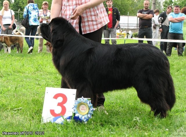 Фото: ньюфаундленд Sent Djons Ulrika (Сент Джонс Ульрика)