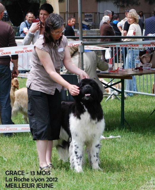 Фото: ньюфаундленд Pitern'yuf Its Nov Or Never Ours De Perrone (Питерньюф Итс Нов Ор Невер Оурс Де Перроне)