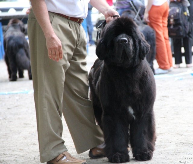 Фотография № 97681