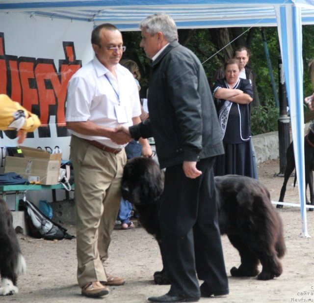 Фото: ньюфаундленд Beguschaya po Volnam Hasta la Vista (Бегущая по Волнам Хаста ла Виста)