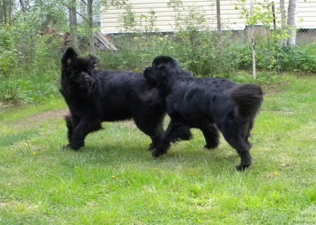 Фото: ньюфаундленд Talula Bell (Талула Белл), ньюфаундленд Aquatoriya Kelvin Kadril (Акватория Келвин Кадриль)