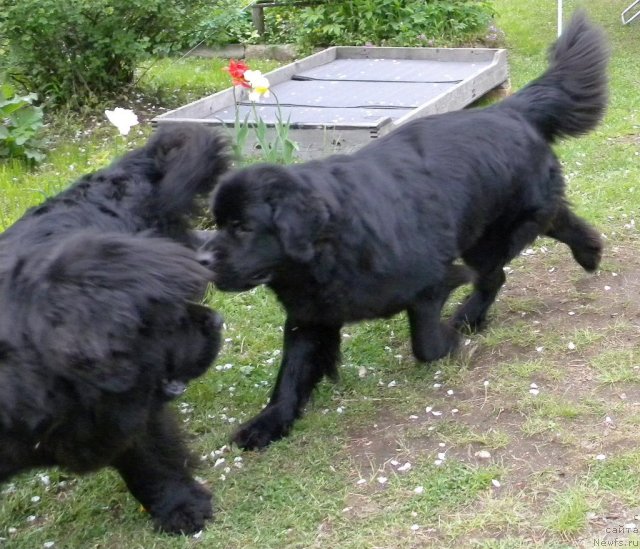 Фото: ньюфаундленд Talula Bell (Талула Белл), ньюфаундленд Aquatoriya Kelvin Kadril (Акватория Келвин Кадриль)
