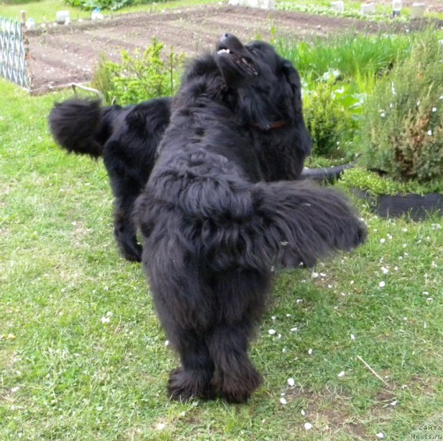 Фото: ньюфаундленд Talula Bell (Талула Белл), ньюфаундленд Aquatoriya Kelvin Kadril (Акватория Келвин Кадриль)