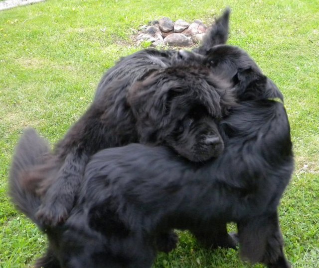 Фото: ньюфаундленд Talula Bell (Талула Белл), ньюфаундленд Aquatoriya Kelvin Kadril (Акватория Келвин Кадриль)