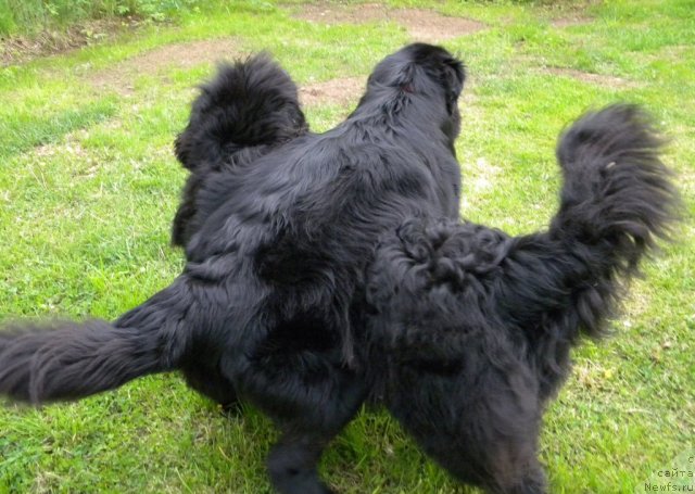 Фото: ньюфаундленд Talula Bell (Талула Белл), ньюфаундленд Aquatoriya Kelvin Kadril (Акватория Келвин Кадриль)