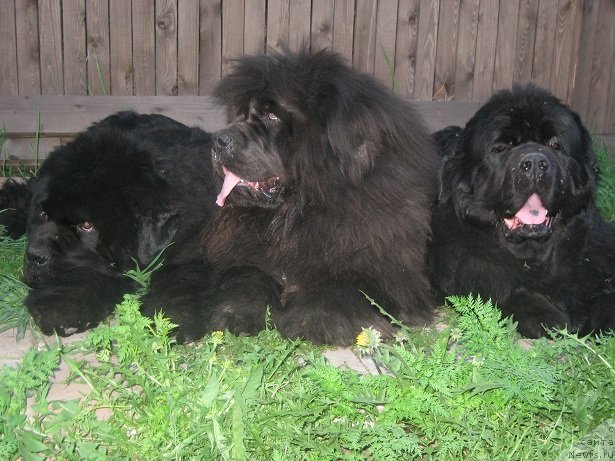 Фотография № 97744