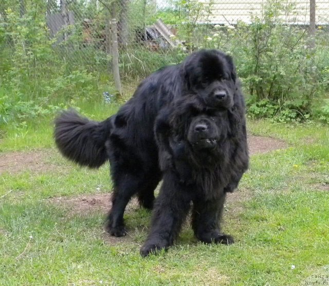 Фото: ньюфаундленд Talula Bell (Талула Белл), ньюфаундленд Aquatoriya Kelvin Kadril (Акватория Келвин Кадриль)