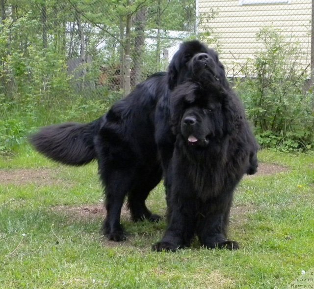 Фото: ньюфаундленд Talula Bell (Талула Белл), ньюфаундленд Aquatoriya Kelvin Kadril (Акватория Келвин Кадриль)