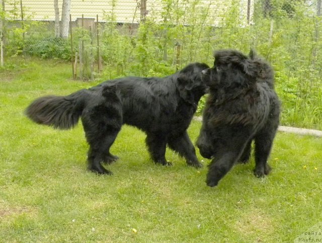 Фото: ньюфаундленд Talula Bell (Талула Белл), ньюфаундленд Aquatoriya Kelvin Kadril (Акватория Келвин Кадриль)