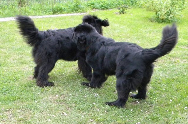 Фото: ньюфаундленд Talula Bell (Талула Белл), ньюфаундленд Aquatoriya Kelvin Kadril (Акватория Келвин Кадриль)