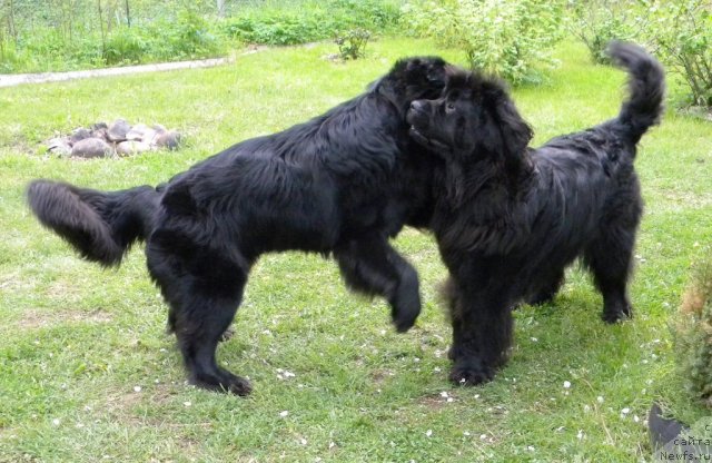 Фото: ньюфаундленд Talula Bell (Талула Белл), ньюфаундленд Aquatoriya Kelvin Kadril (Акватория Келвин Кадриль)