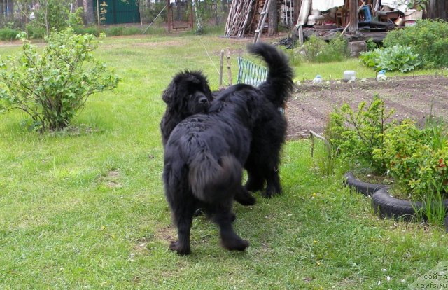 Фото: ньюфаундленд Talula Bell (Талула Белл), ньюфаундленд Aquatoriya Kelvin Kadril (Акватория Келвин Кадриль)