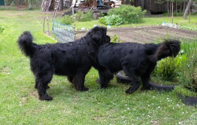 Фото: ньюфаундленд Talula Bell (Талула Белл), ньюфаундленд Aquatoriya Kelvin Kadril (Акватория Келвин Кадриль)