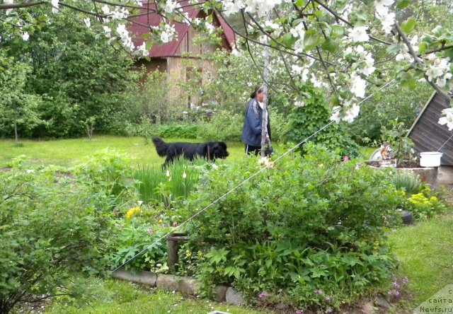 Фото: ньюфаундленд Tselogo Mira Malo iz Arkaima (Целого Мира Мало из Аркаима), Anna Kovalyova (Анна Ковалёва)