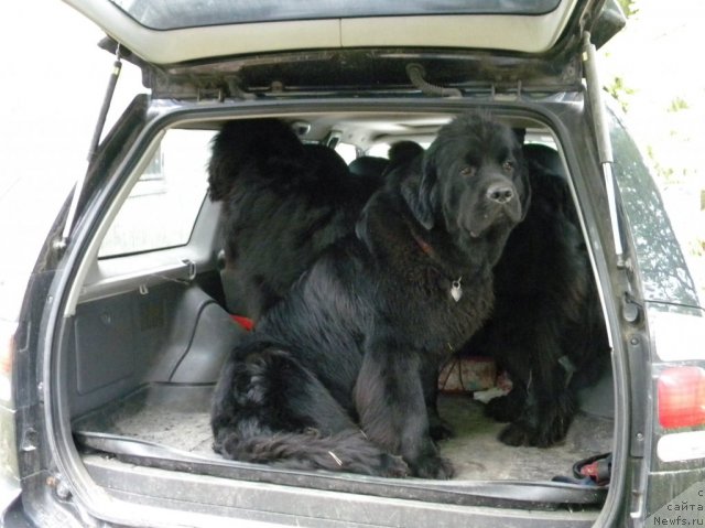 Фото: ньюфаундленд Talula Bell (Талула Белл), ньюфаундленд Tselogo Mira Malo iz Arkaima (Целого Мира Мало из Аркаима)