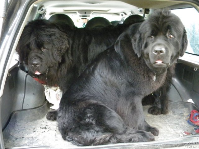 Фото: ньюфаундленд Talula Bell (Талула Белл), ньюфаундленд Tselogo Mira Malo iz Arkaima (Целого Мира Мало из Аркаима)