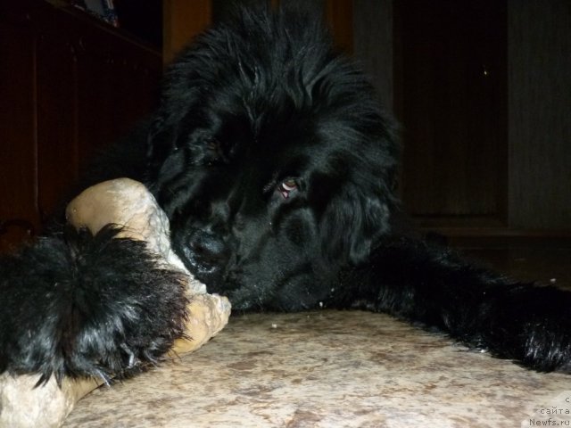 Фотография № 97762