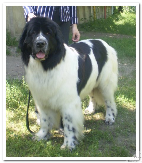 Фото: ньюфаундленд Kara Ayular Avrora Polaris (Кара Аюлар Аврора Поларис)