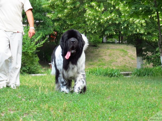 Фото: ньюфаундленд Plyushevaya Panda Stil'-Sankt-Peterburga (Плюшевая Панда Стиль-Санкт-Петербурга)