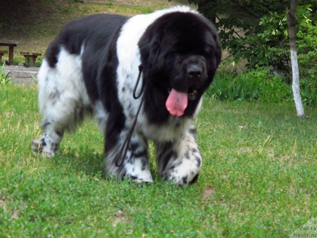 Фото: ньюфаундленд Plyushevaya Panda Stil'-Sankt-Peterburga (Плюшевая Панда Стиль-Санкт-Петербурга)