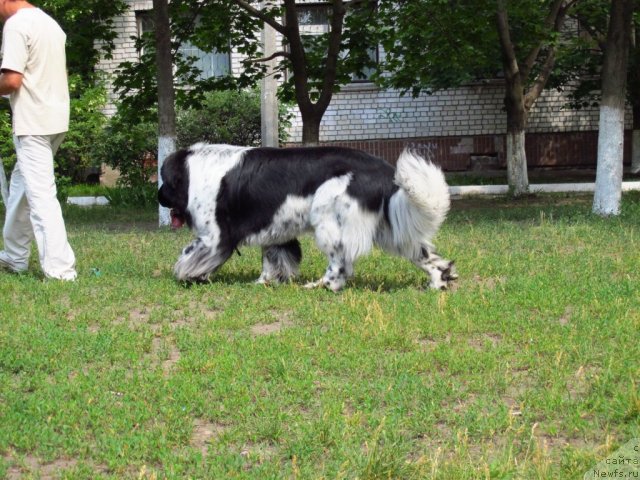 Фото: ньюфаундленд Plyushevaya Panda Stil'-Sankt-Peterburga (Плюшевая Панда Стиль-Санкт-Петербурга)