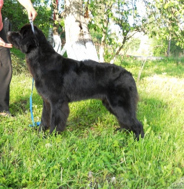 Фото: ньюфаундленд Primadonna Klimskaya (Примадонна Климская)