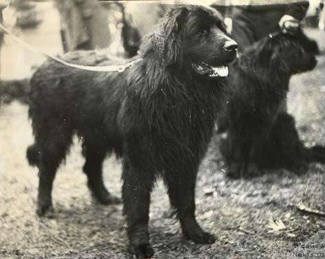 Фото: ньюфаундленд Meandr (Меандр)