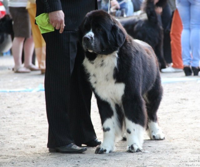 Фотография № 97801