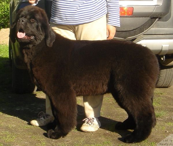 Фото: ньюфаундленд Dar Svezyi Basket of Roses (Дар Свезы Баскет оф Росес)