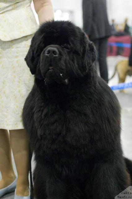 Фото: ньюфаундленд King of Helluland Viking