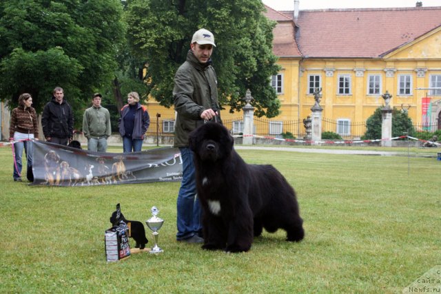 Фото: ньюфаундленд Seabrooks Best Man at Pouch Cove